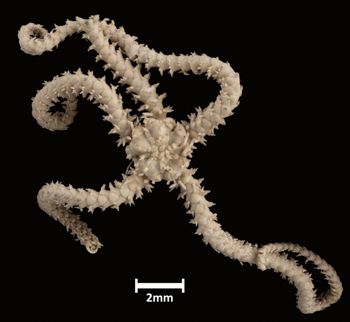 Media type: image;   Invertebrate Zoology OPH-2048 Aspect: dorsal